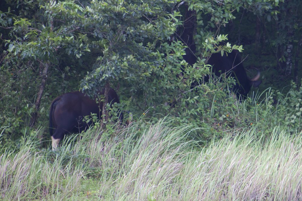 indian_wild_buffallo.jpg