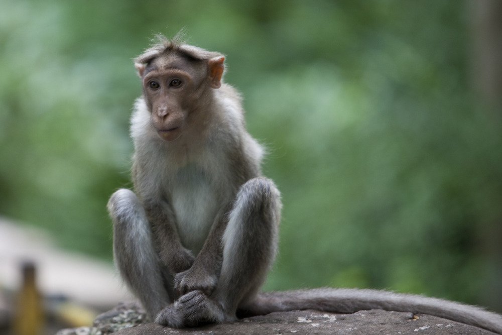 monkey_in_thought1.jpg