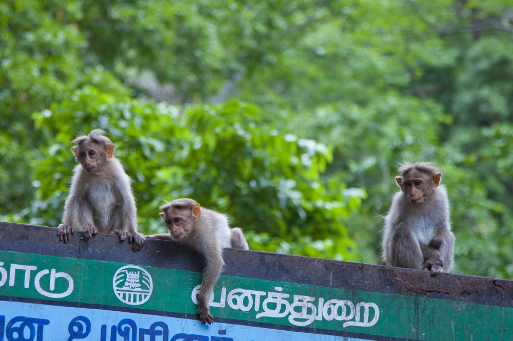 monkeygroup2.jpg