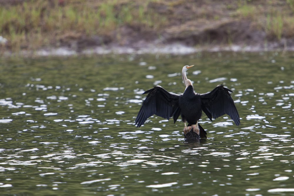wingspan.jpg