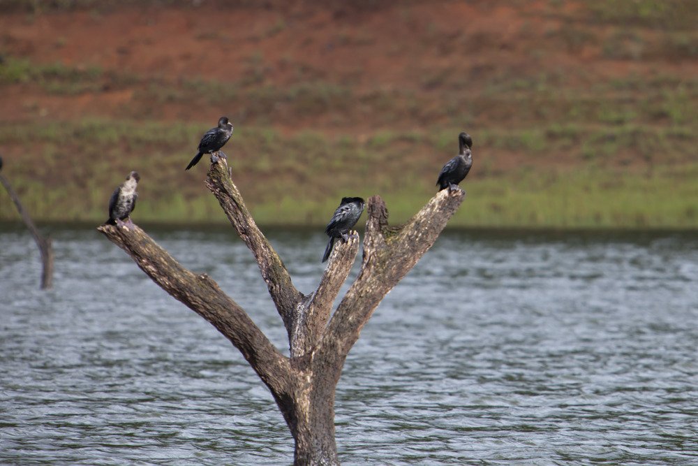 young_birds1.jpg