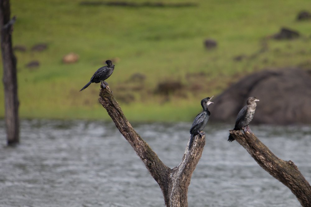 young_birds2.jpg