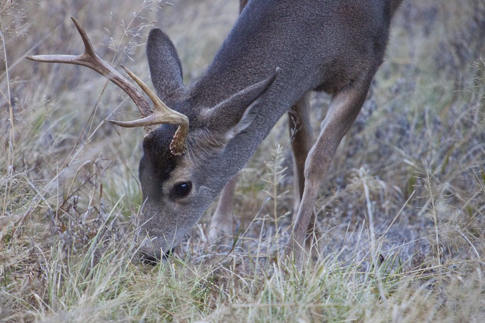 buck_yosemite.jpg
