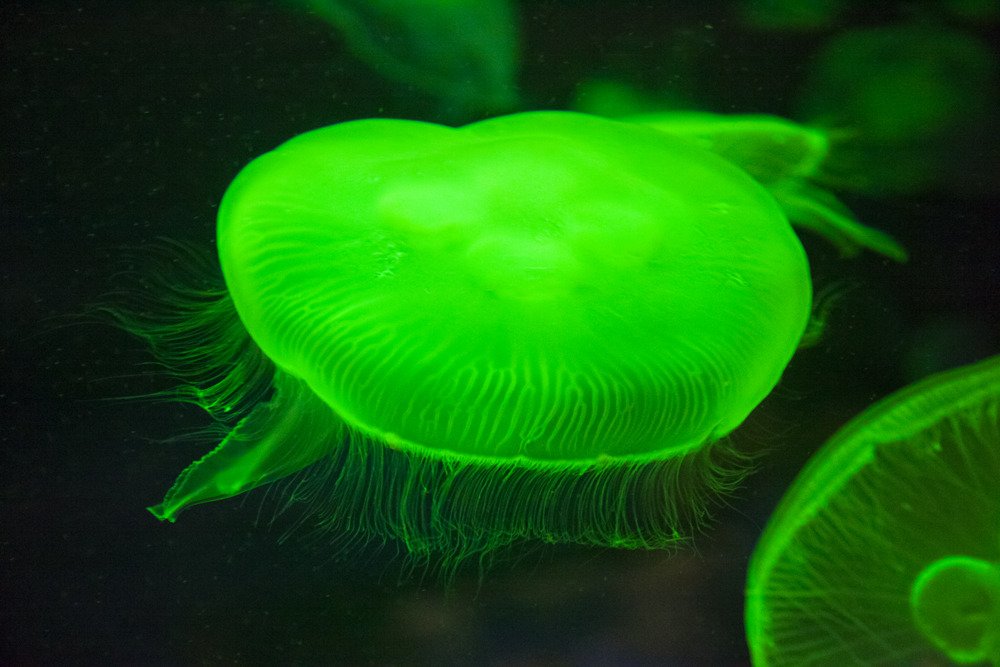 glowindark_jelly1.jpg