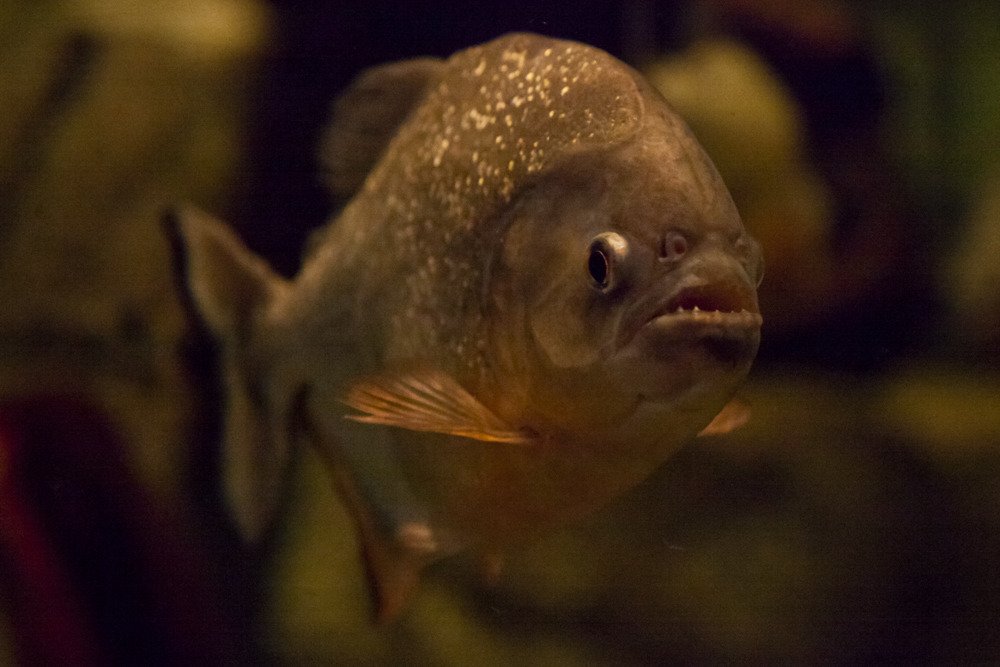 shark_reef_4.jpg
