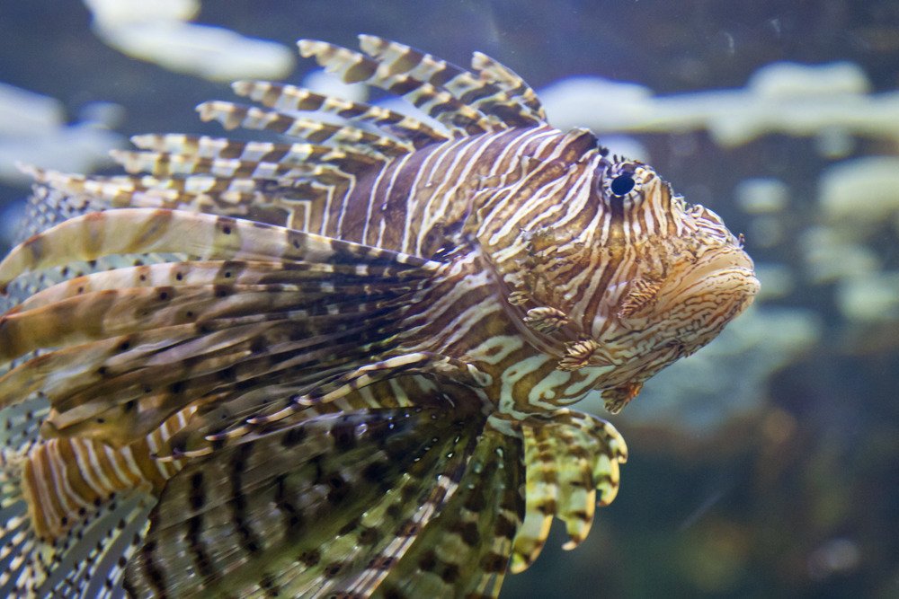 shark_reef_3.jpg