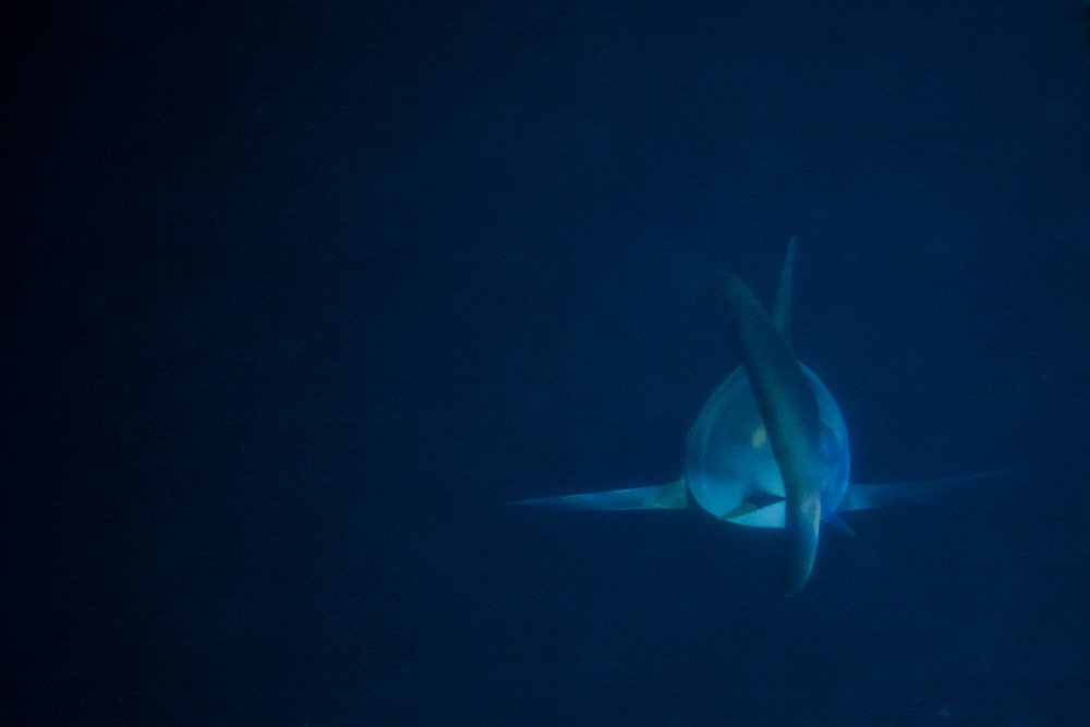 shark_reef_1.jpg