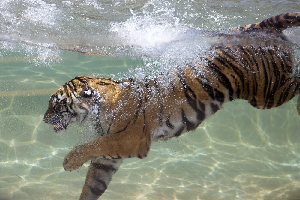 tigers_sixflags3.jpg