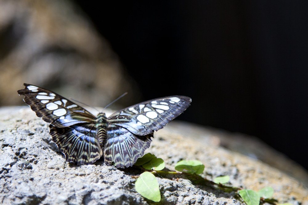 butterfly_sixflags4.jpg