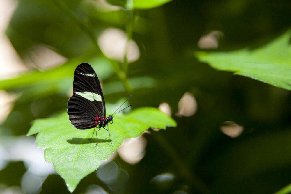 butterfly_sixflags6.jpg