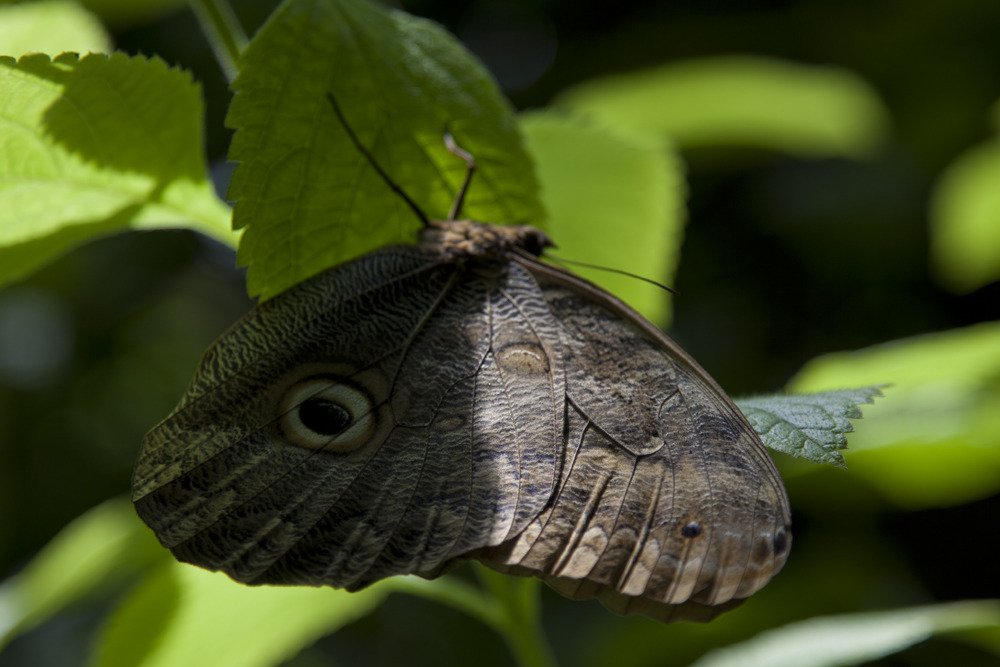 butterfly_sixflags7.jpg