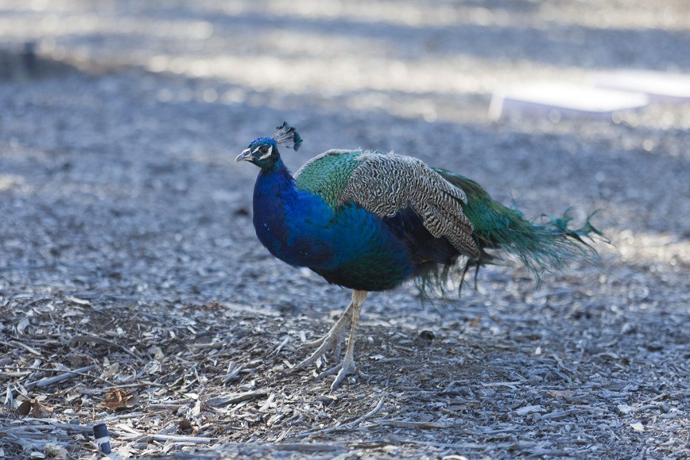 leo_peacock1.jpg