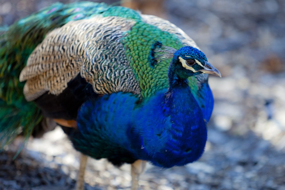 leo_peacock2.jpg
