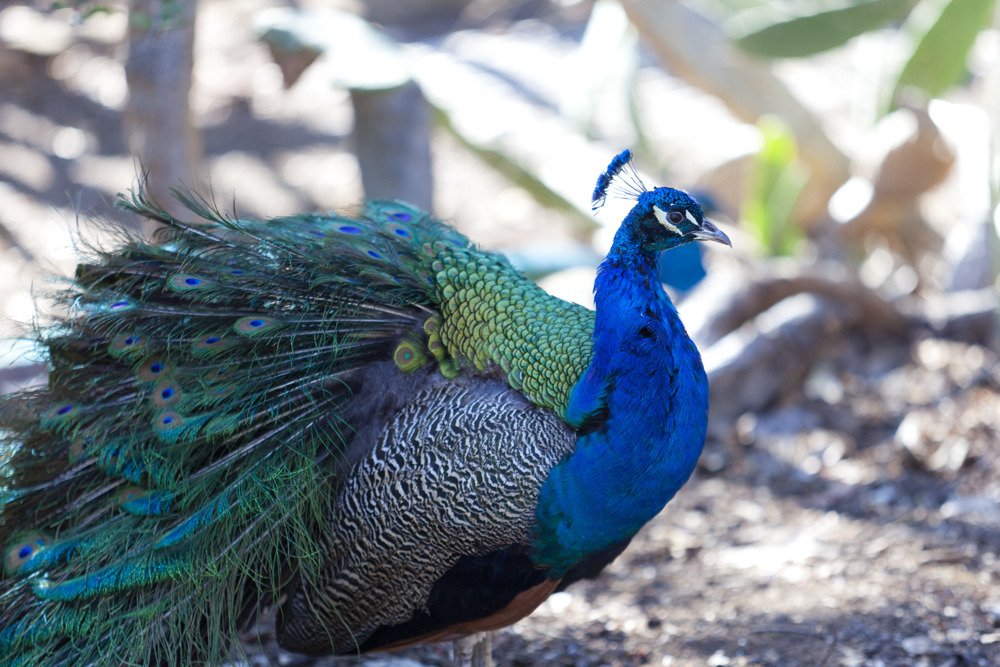 leo_peacock4.jpg