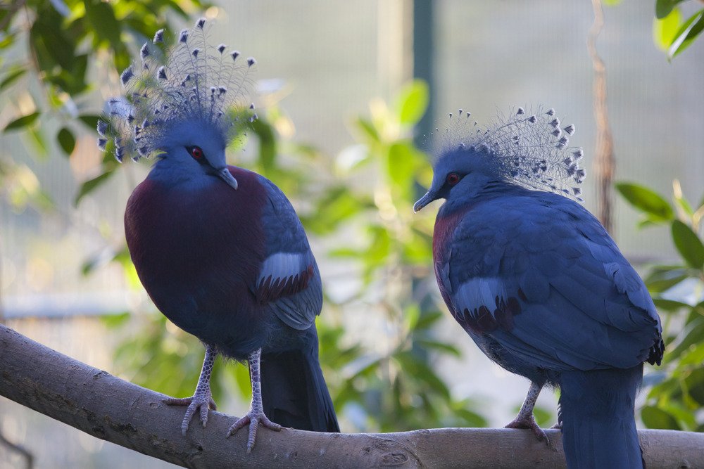 sd_blue_doves1.jpg