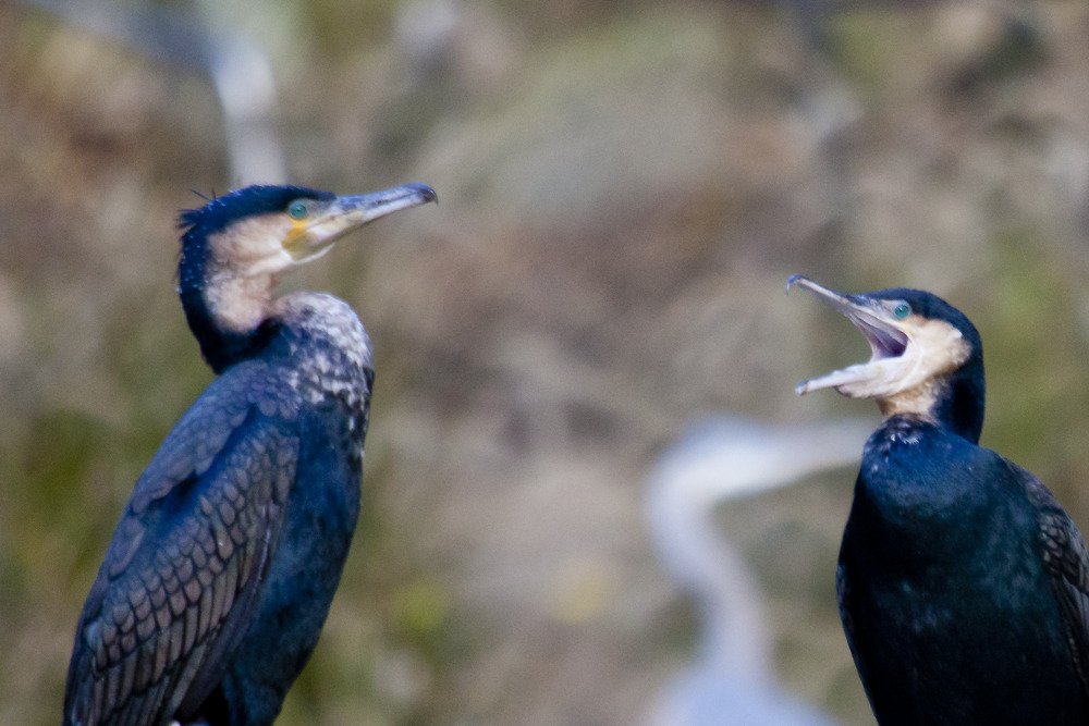 sd_cormorant.jpg