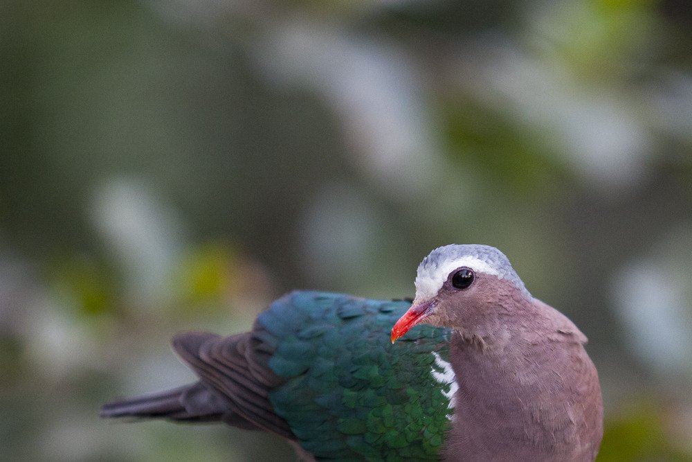 sd_dove1.jpg