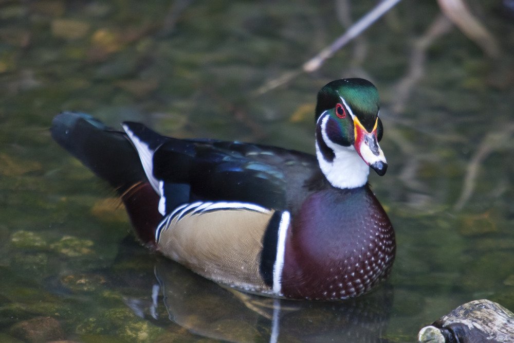 sd_duck.jpg