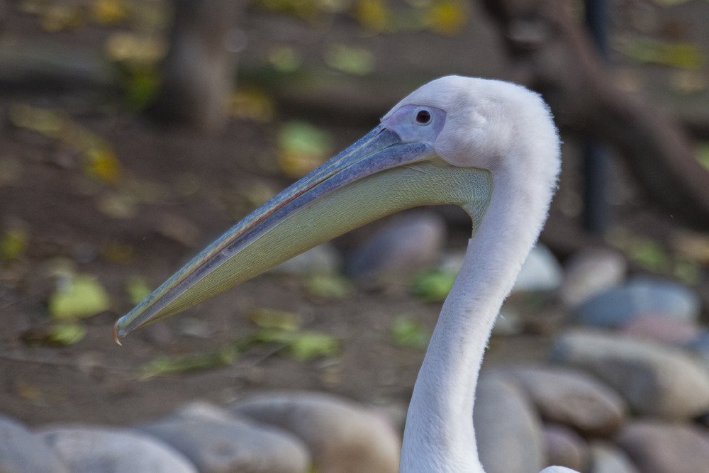 sd_pelican.jpg
