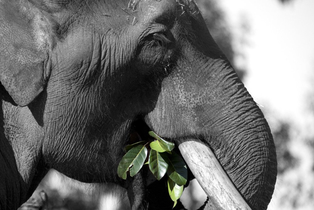 sd_elephant_bandw_green_resized.jpg