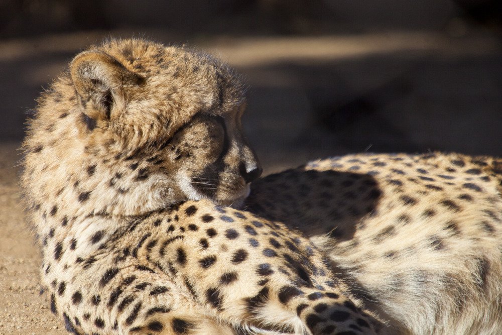 sd_baby_cheetah1.jpg