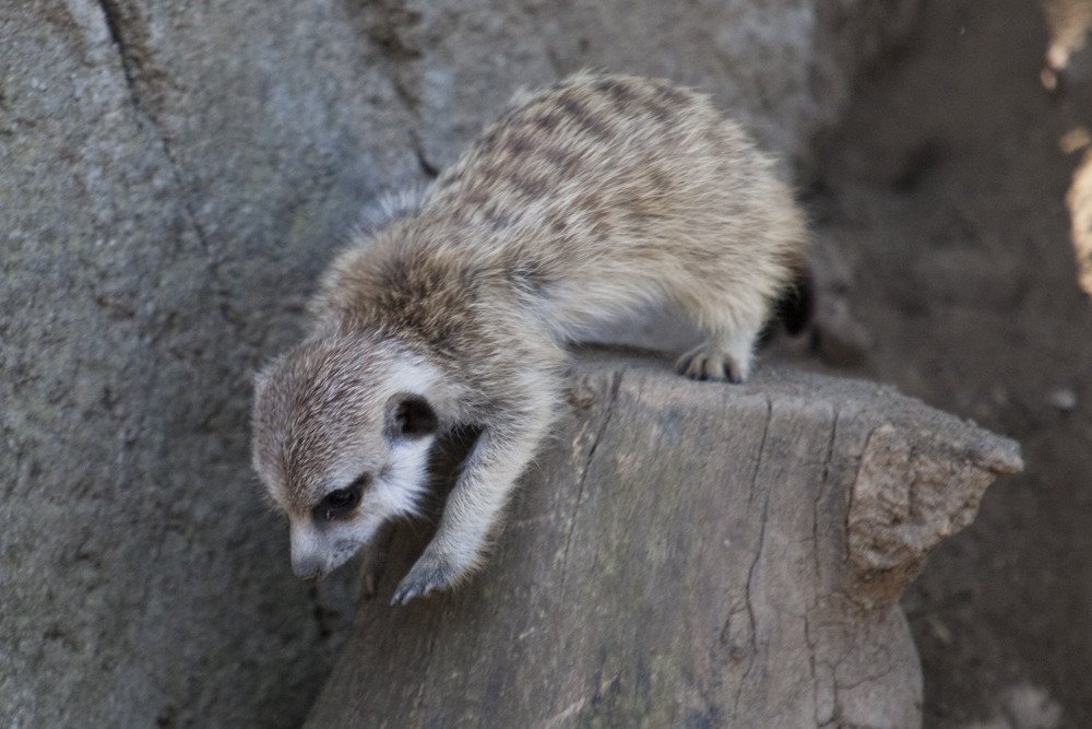 sd_baby_lemur1.jpg
