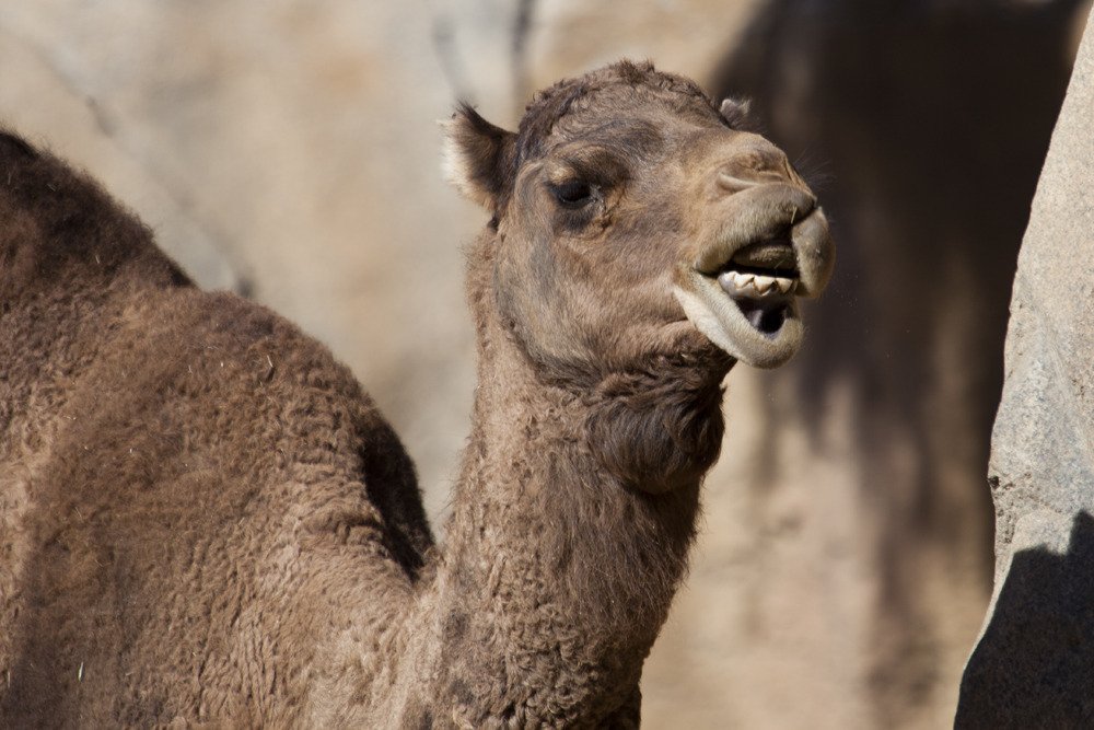 sd_camel1.jpg