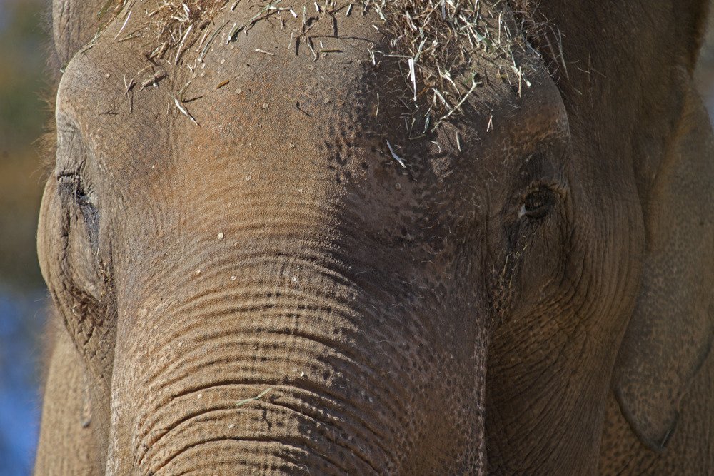 sd_elephant1.jpg
