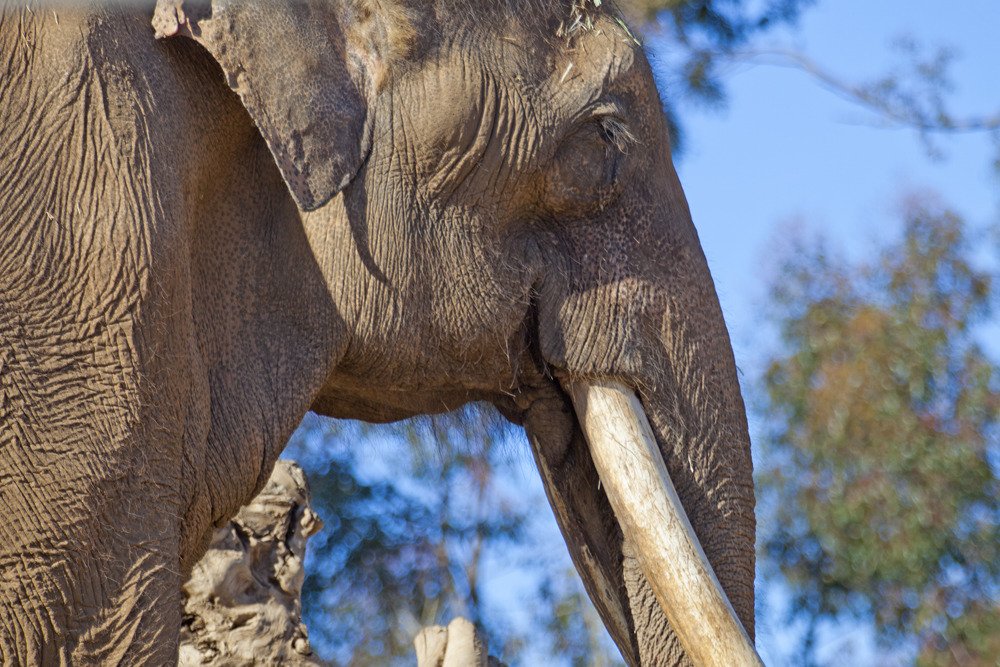 sd_elephant2.jpg