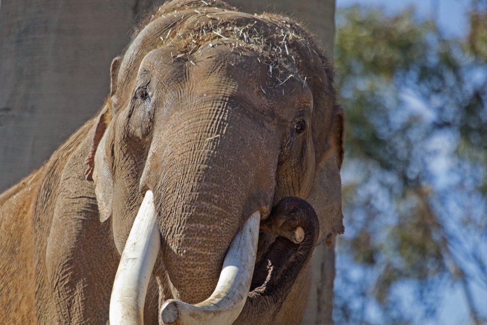 sd_elephant3.jpg