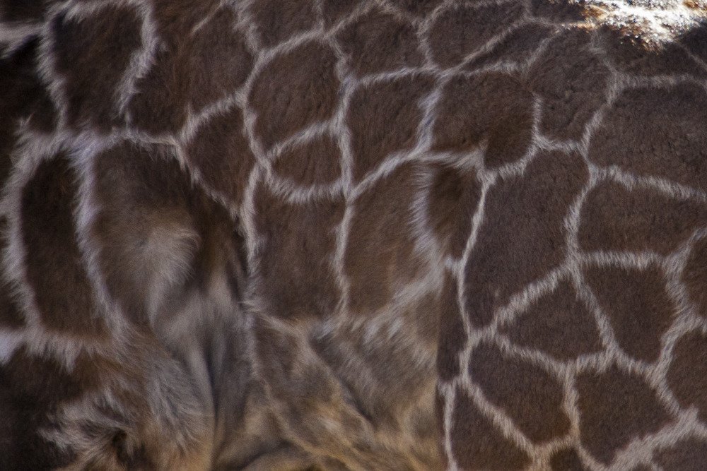 sd_giraffe_1.jpg