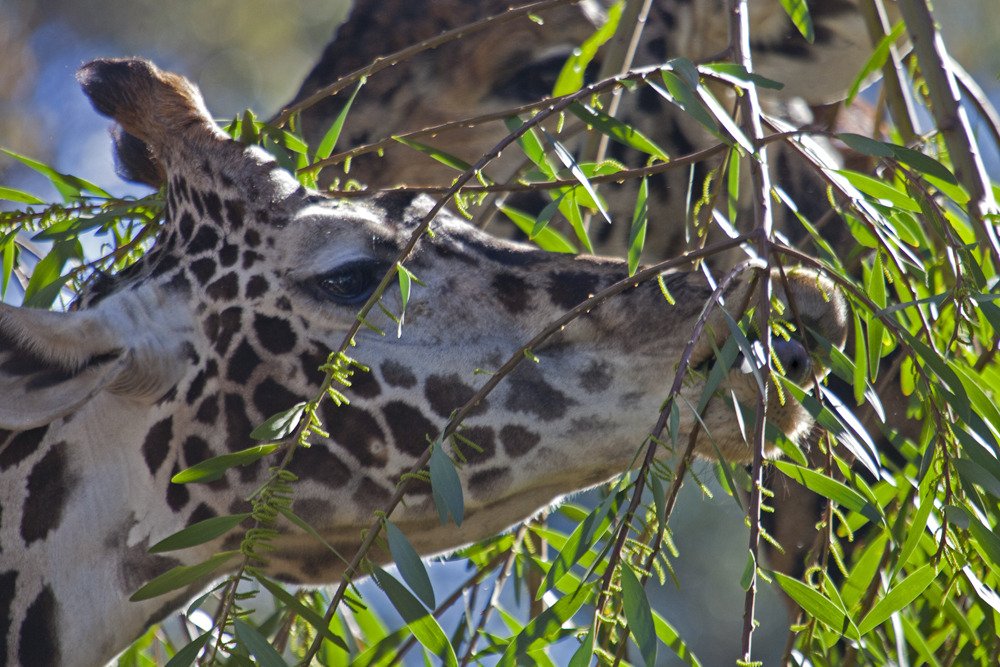 sd_giraffe_2.jpg
