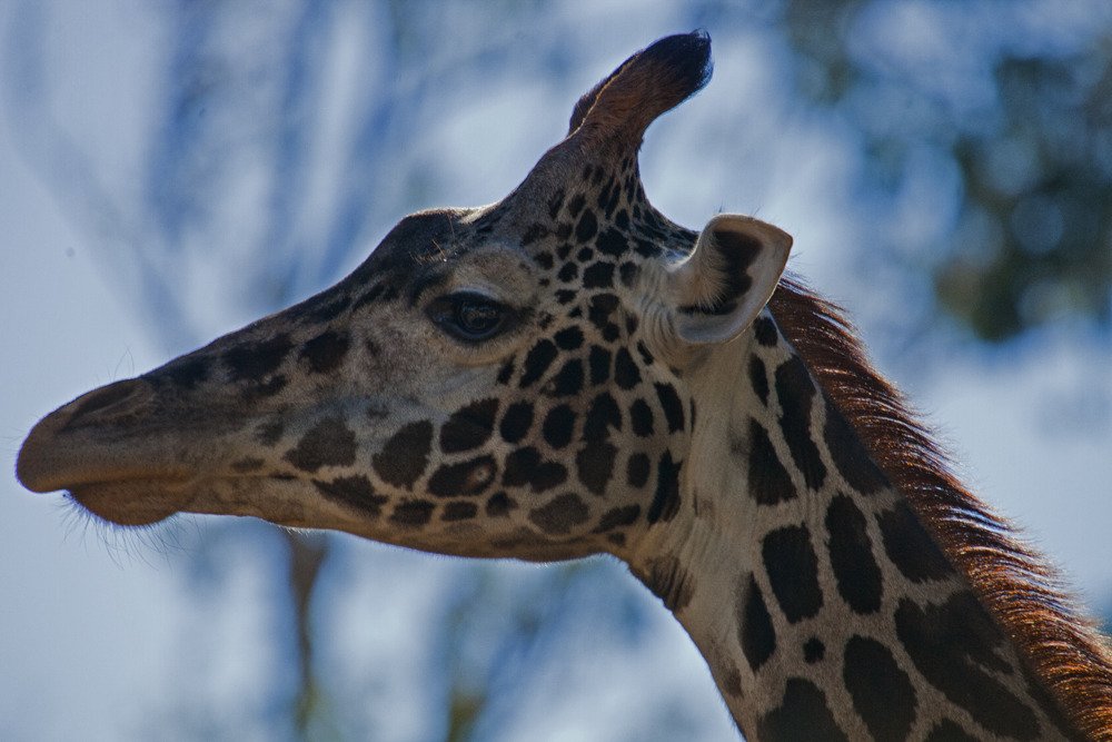 sd_giraffe3.jpg