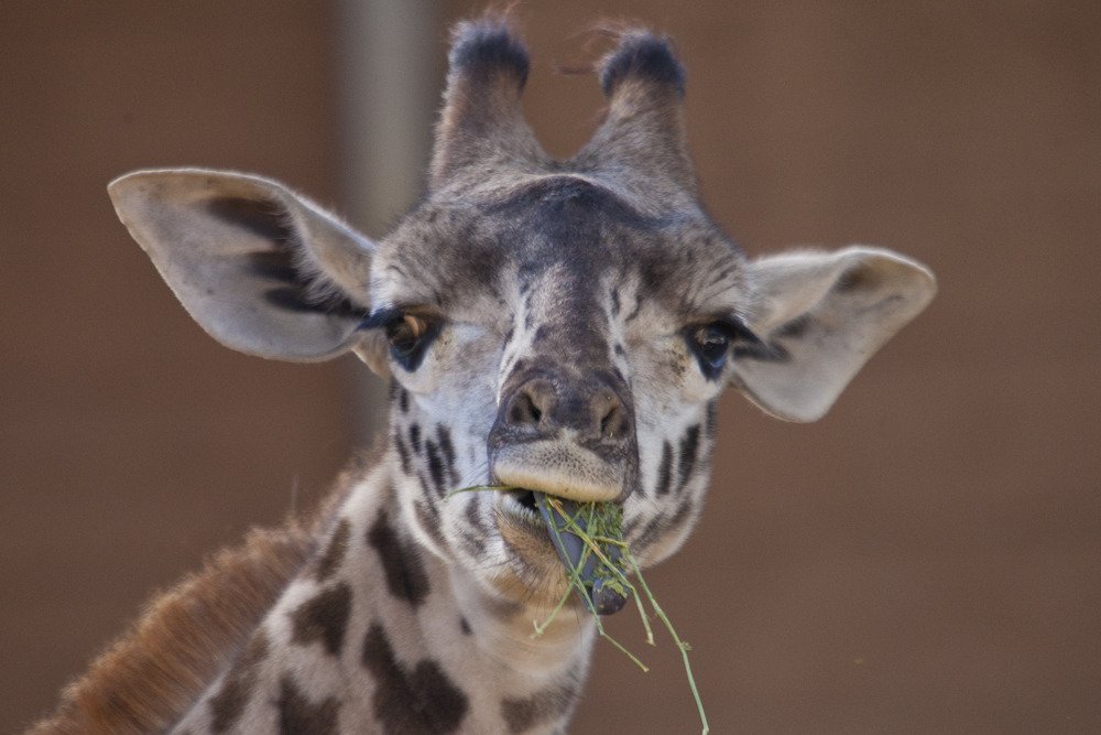 sd_giraffe4.jpg