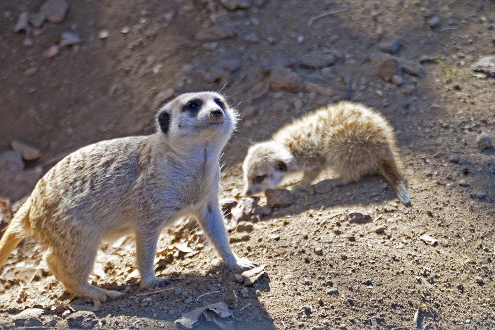 sd_lemur_with_baby3.jpg