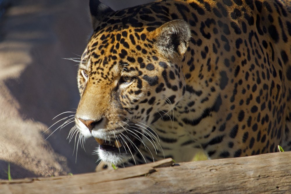 sd_jaguar1.jpg