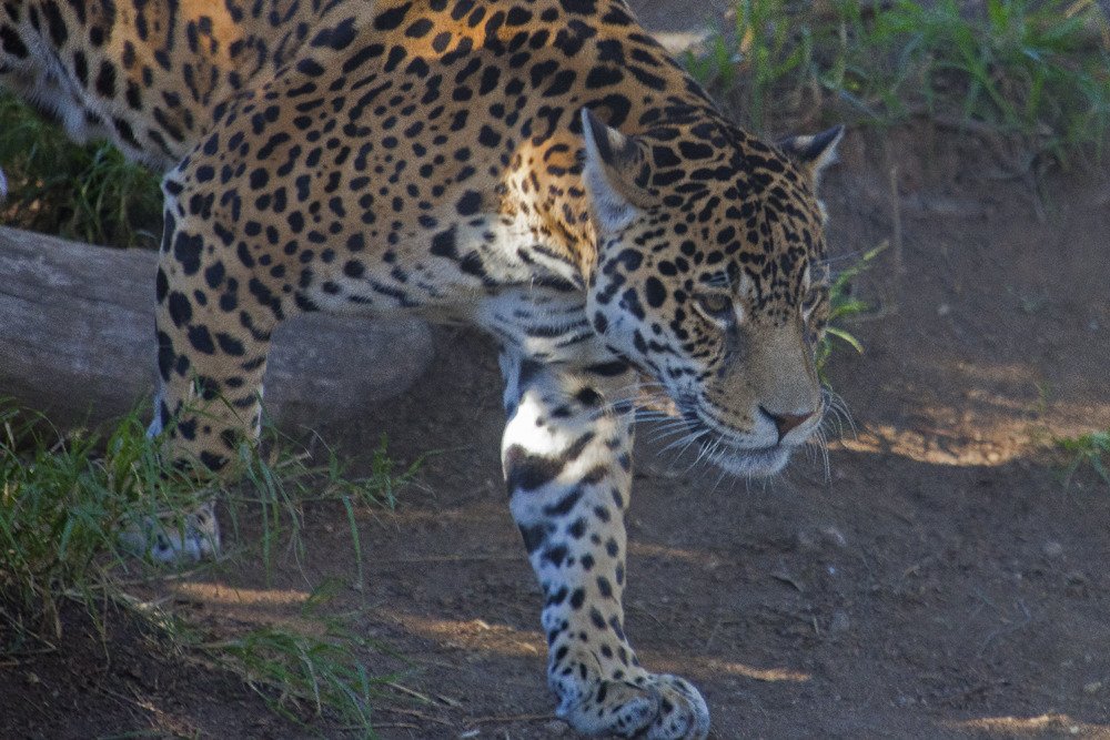 sd_jaguar2.jpg