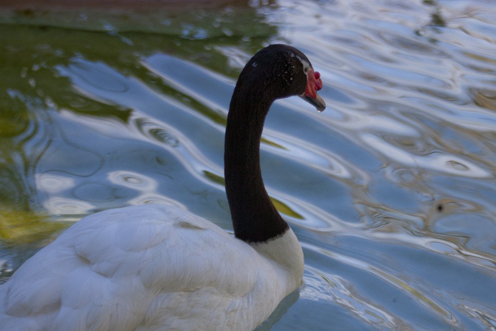 sd_swan.jpg