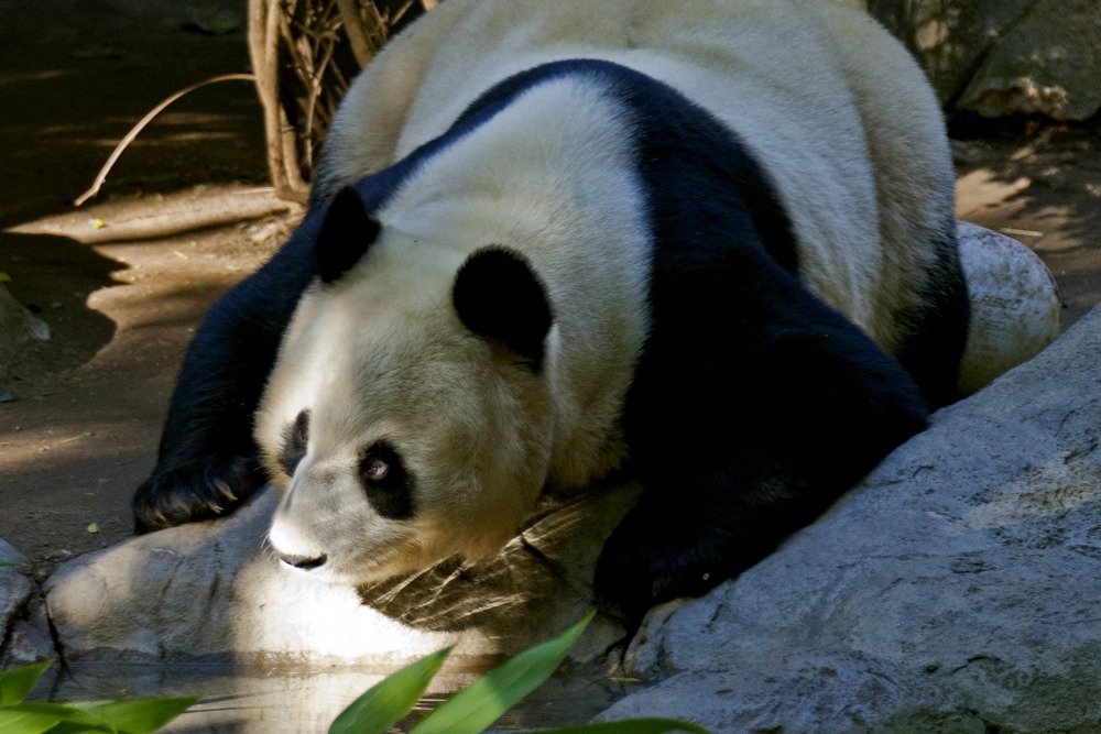 sd_panda2.jpg
