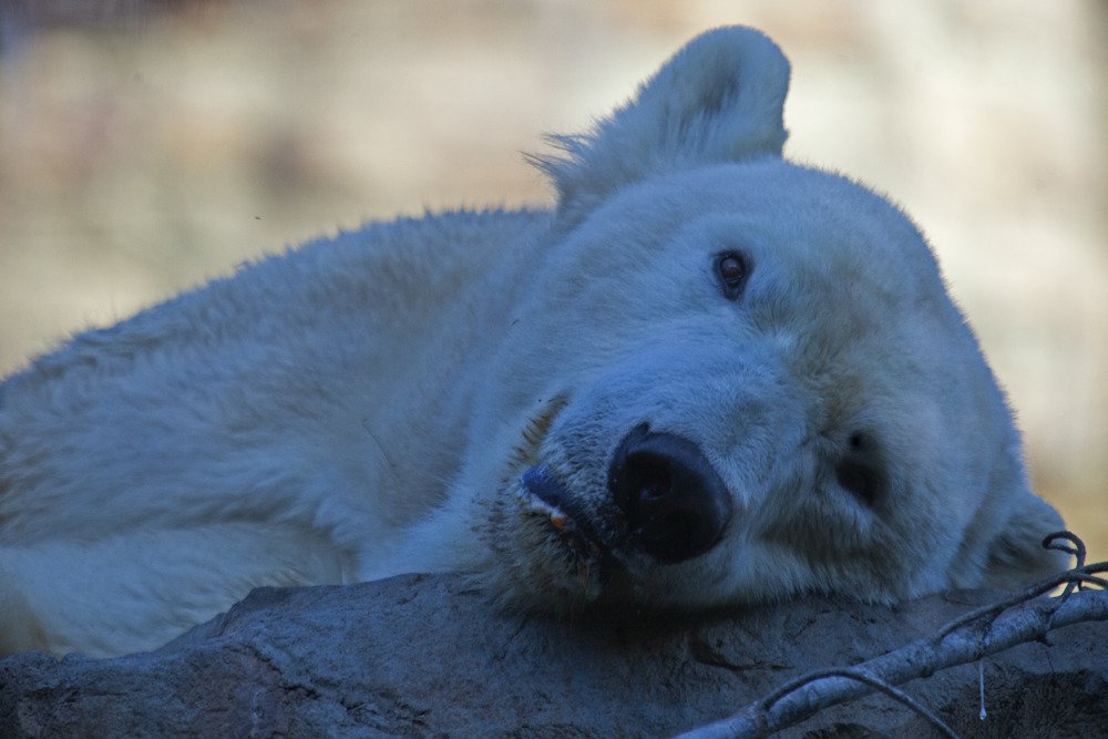 sd_polarbear1.jpg