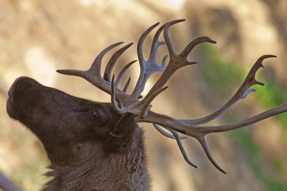 sd_reindeer1.jpg
