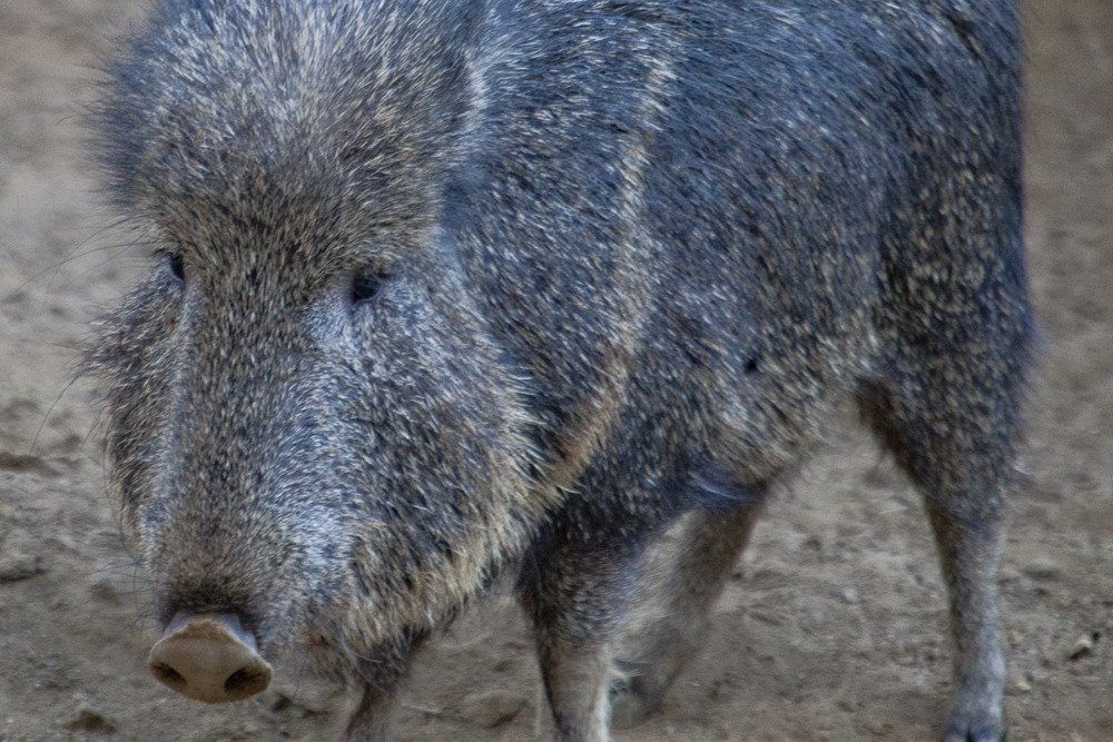 sd_boar1.jpg