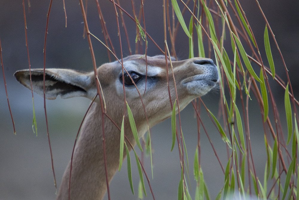 sd_deer4.jpg