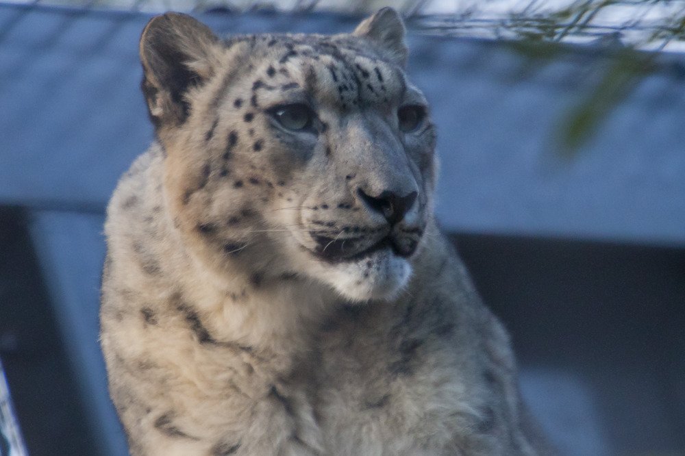 sd_snowleopard1.jpg