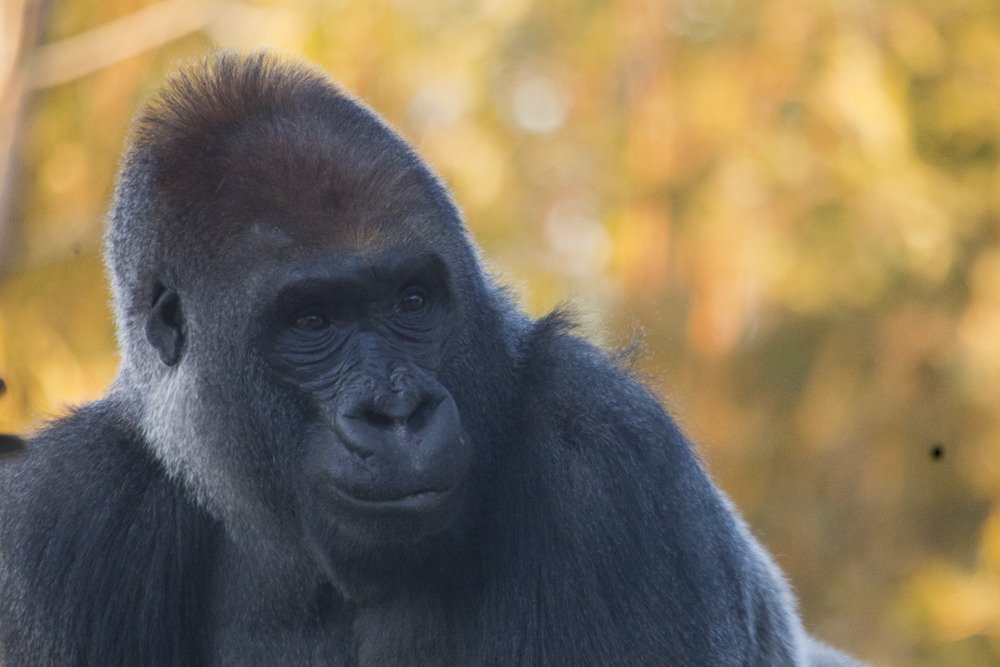 sd_gorilla2.jpg