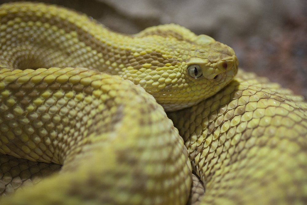sd_snake1.jpg