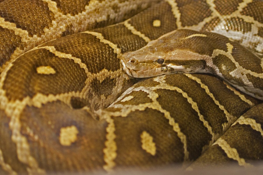 sd_python1.jpg