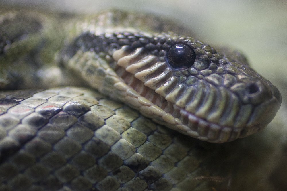 sd_snake4.jpg