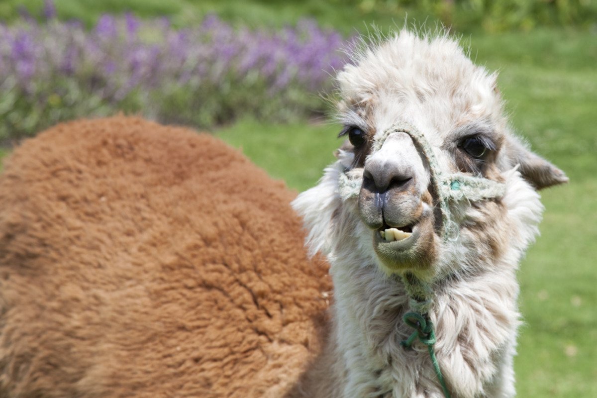 peru_day3_alpaca2.jpg