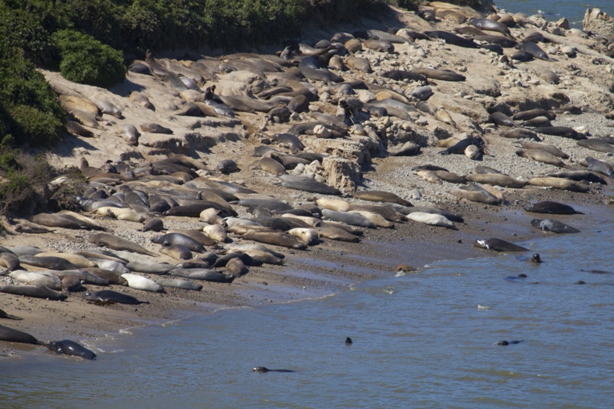 point_reyes_elephant_seal_colony1.jpg